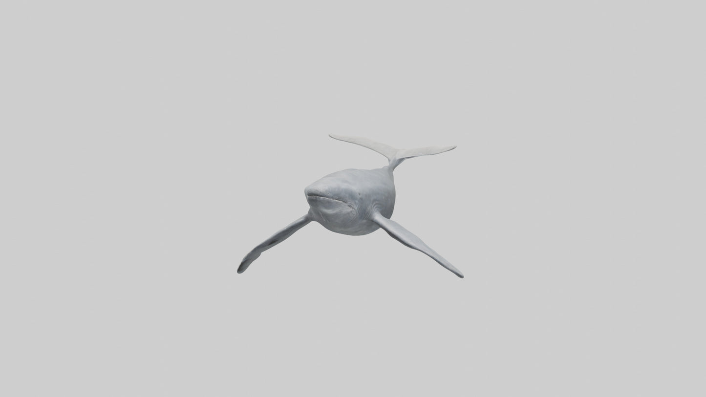 3D model Gray Whale migrating model VR / AR / low-poly