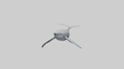 3D model Gray Whale migrating model VR / AR / low-poly