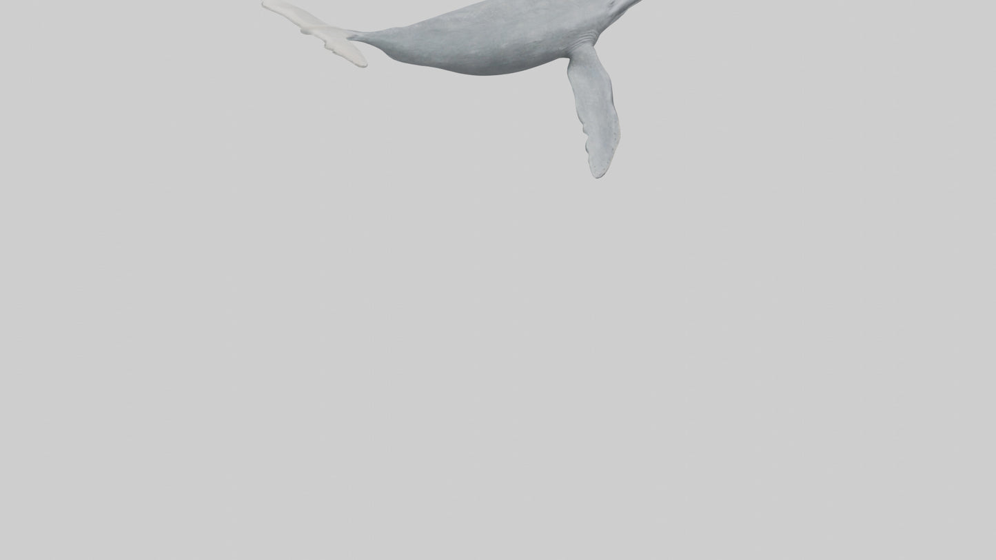 3D model Gray Whale migrating model VR / AR / low-poly