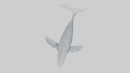 3D model Gray Whale migrating model VR / AR / low-poly