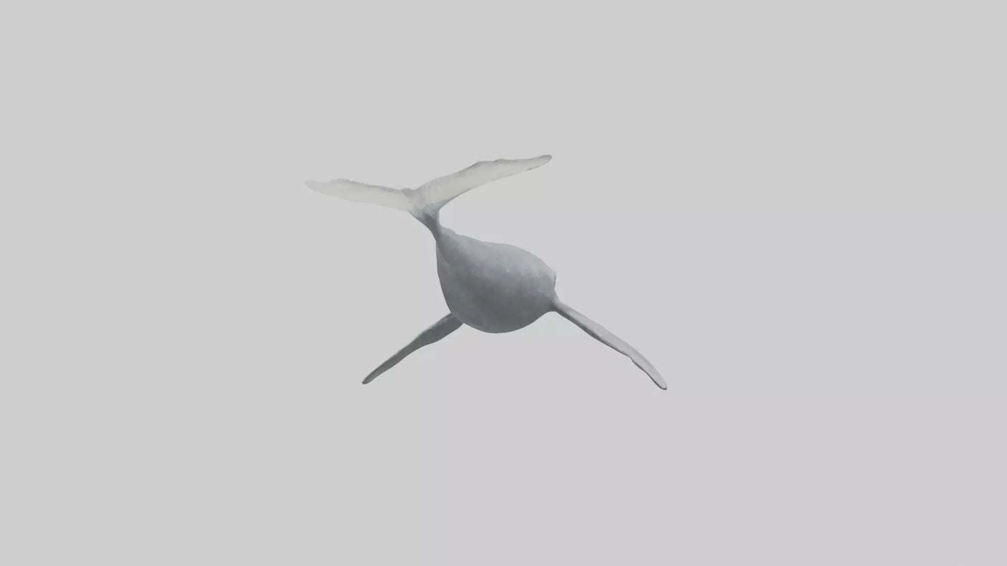 3D model Gray Whale migrating model VR / AR / low-poly