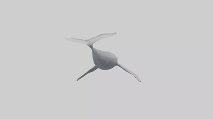 3D model Gray Whale migrating model VR / AR / low-poly