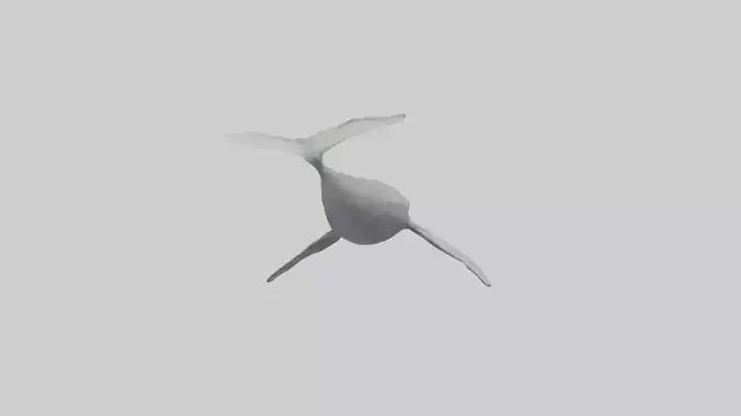 3D model Gray Whale migrating model VR / AR / low-poly