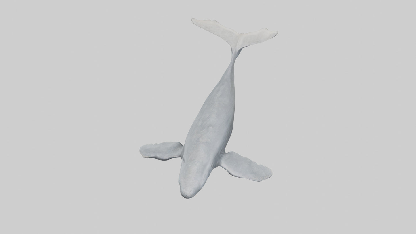 3D model Gray Whale migrating model VR / AR / low-poly