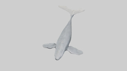 3D model Gray Whale migrating model VR / AR / low-poly