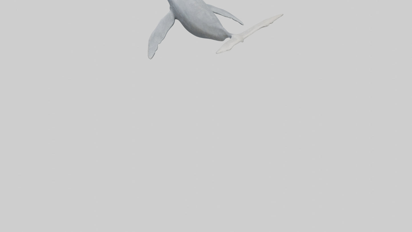 3D model Gray Whale migrating model VR / AR / low-poly