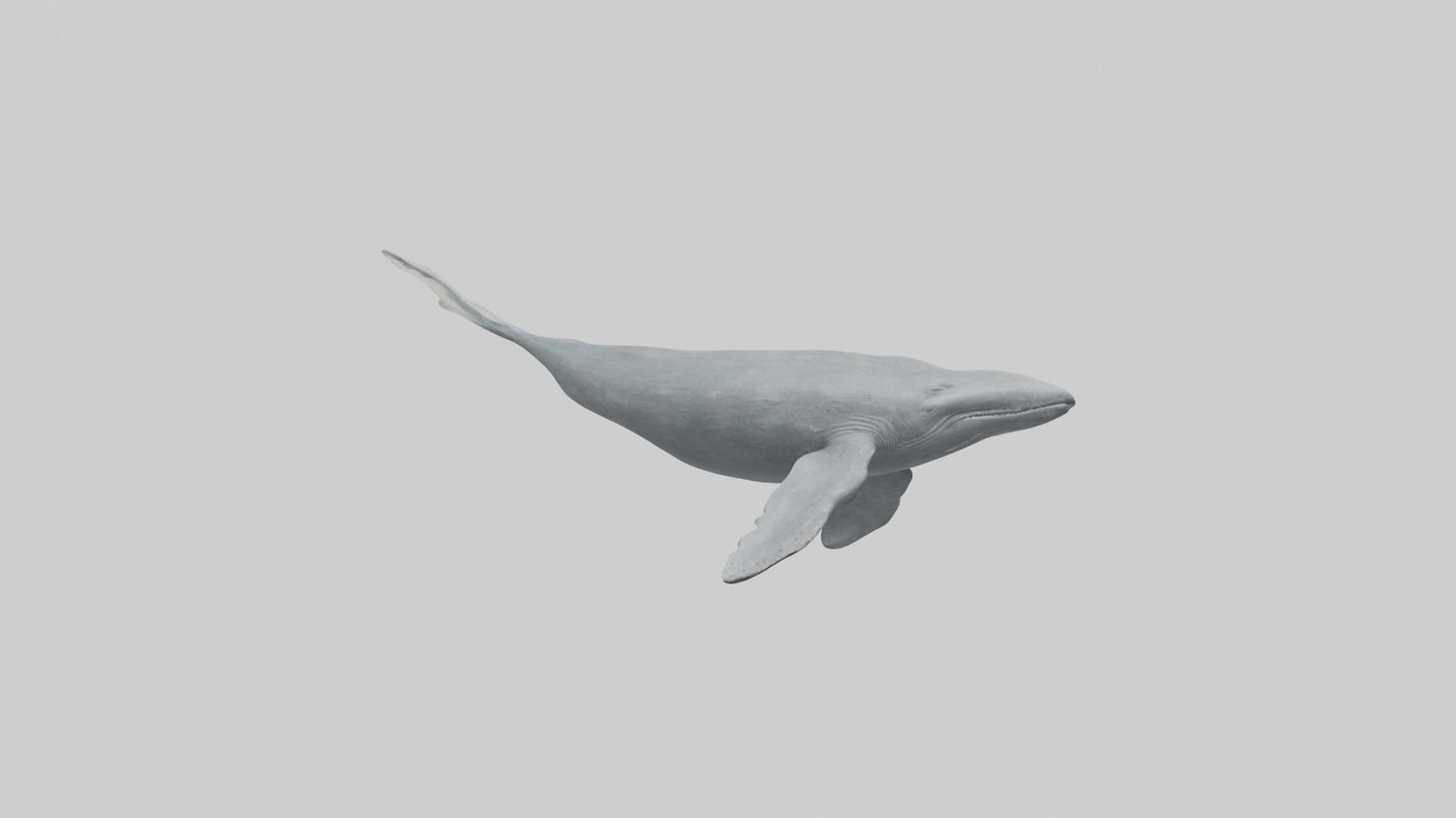 3D model Gray Whale migrating model VR / AR / low-poly