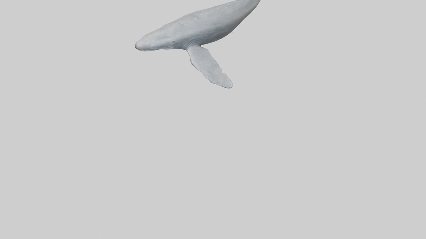 3D model Gray Whale migrating model VR / AR / low-poly