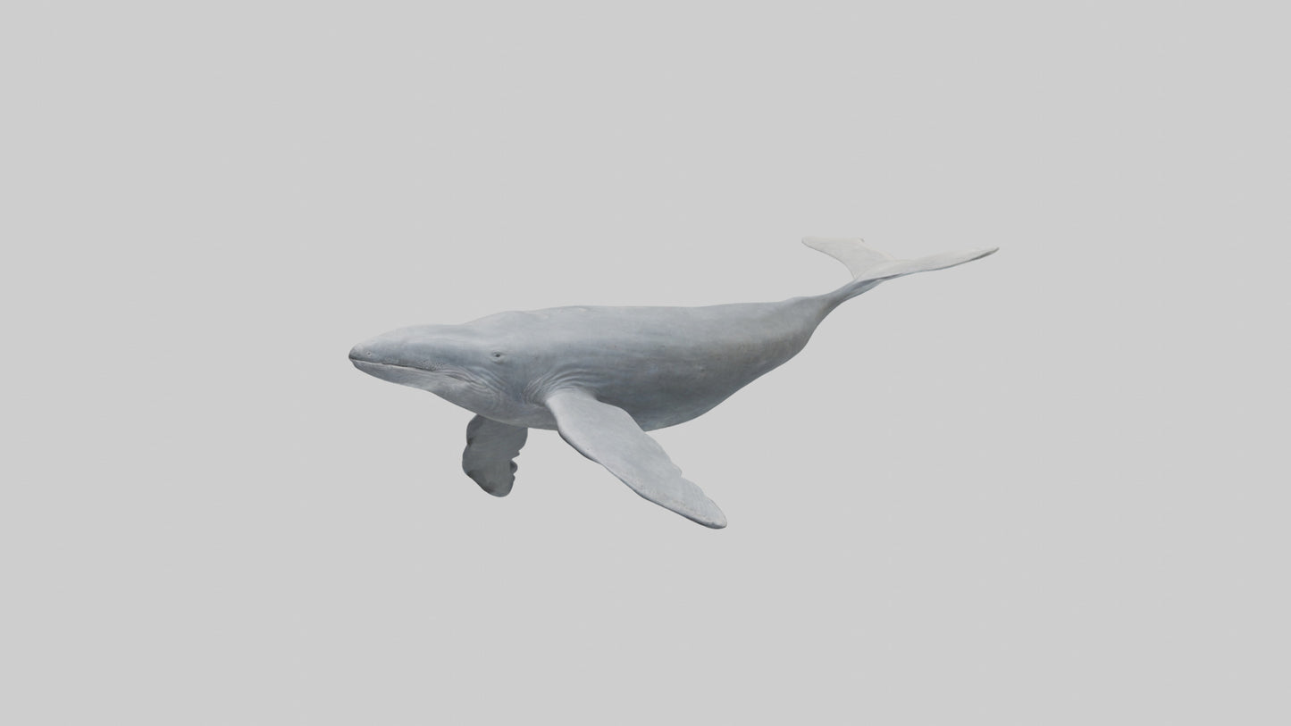 3D model Gray Whale migrating model VR / AR / low-poly