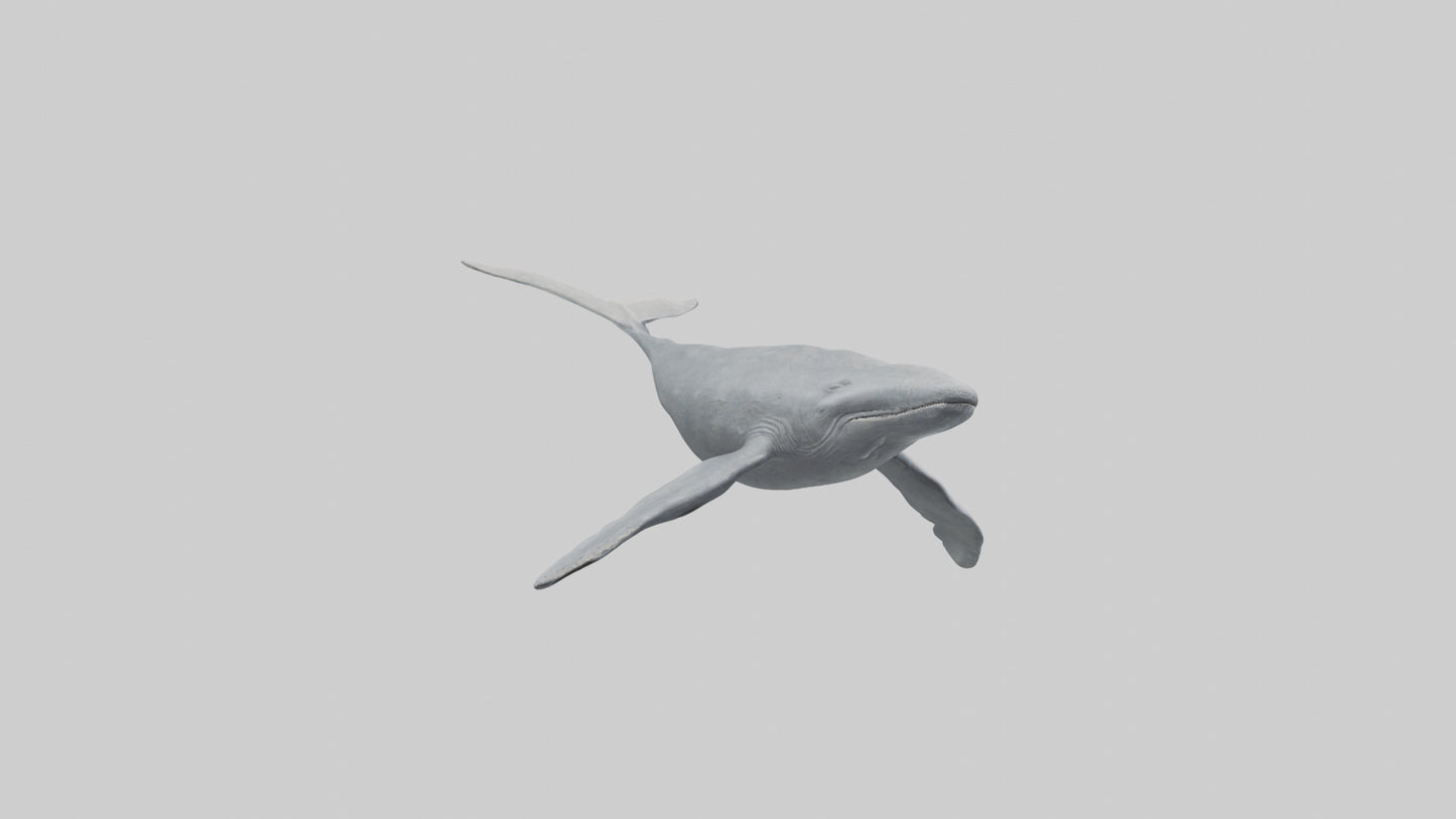 3D model Gray Whale migrating model VR / AR / low-poly
