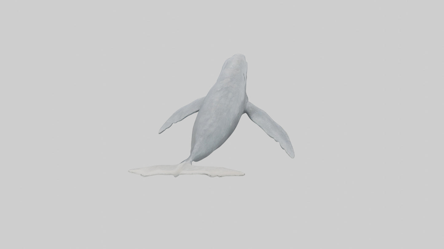 3D model Gray Whale migrating model VR / AR / low-poly