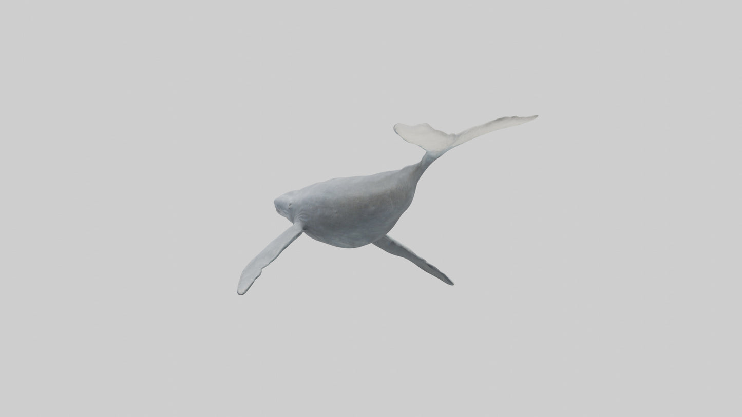 3D model Gray Whale migrating model VR / AR / low-poly