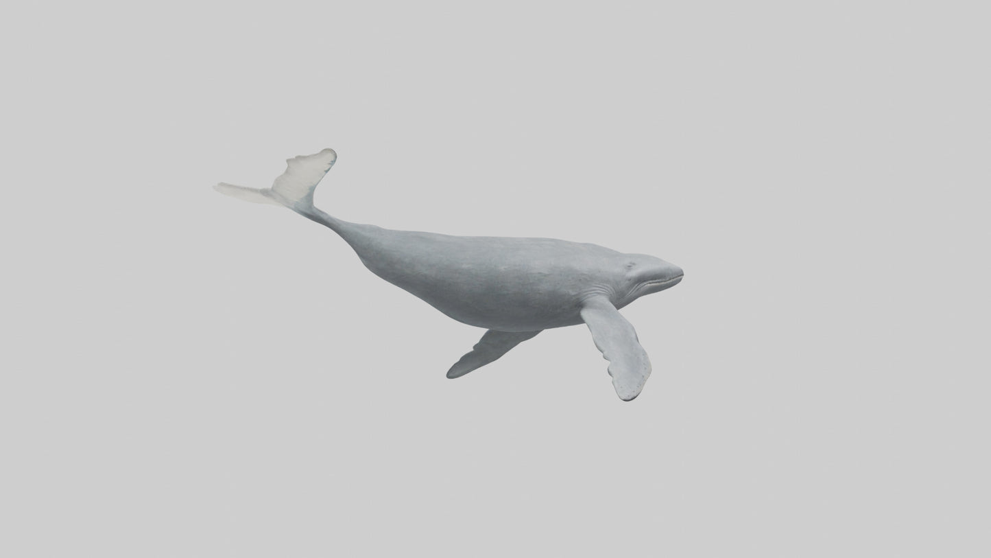 3D model Gray Whale migrating model VR / AR / low-poly