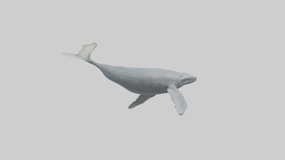 3D model Gray Whale migrating model VR / AR / low-poly