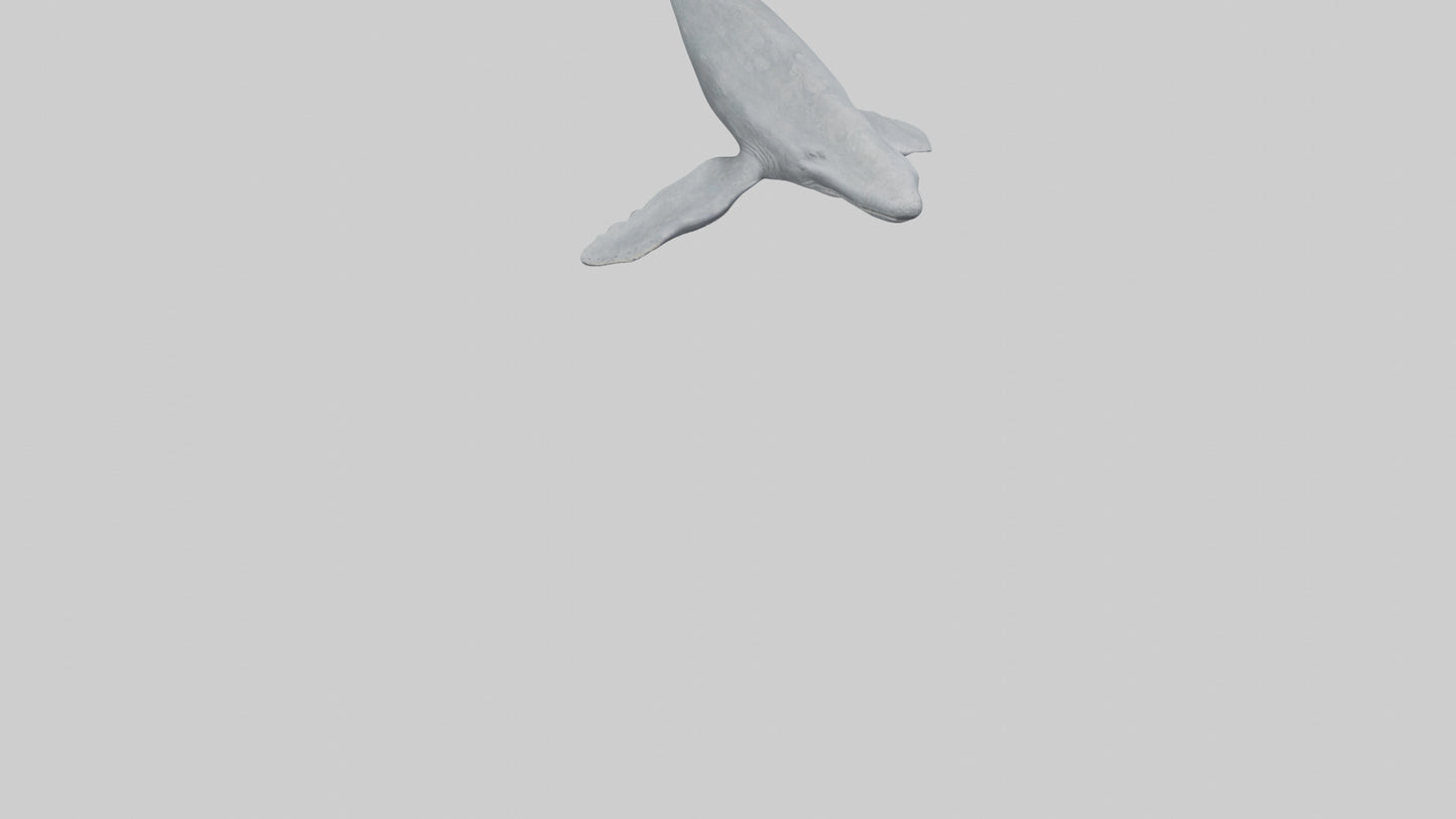 3D model Gray Whale migrating model VR / AR / low-poly