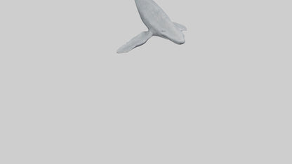 3D model Gray Whale migrating model VR / AR / low-poly