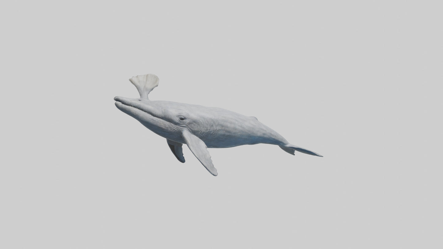 3D model Gray Whale spouting model VR / AR / low-poly