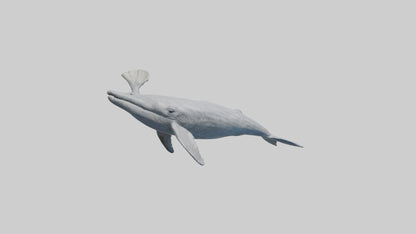 3D model Gray Whale spouting model VR / AR / low-poly