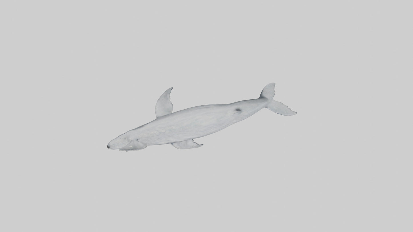 3D model Gray Whale spouting model VR / AR / low-poly