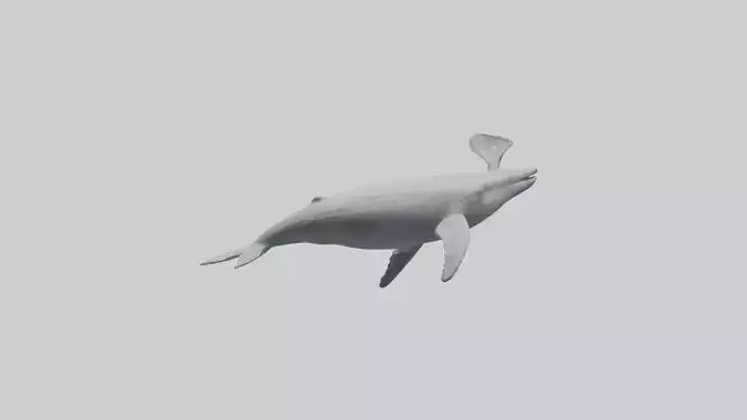 3D model Gray Whale spouting model VR / AR / low-poly
