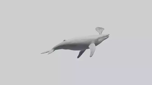 3D model Gray Whale spouting model VR / AR / low-poly