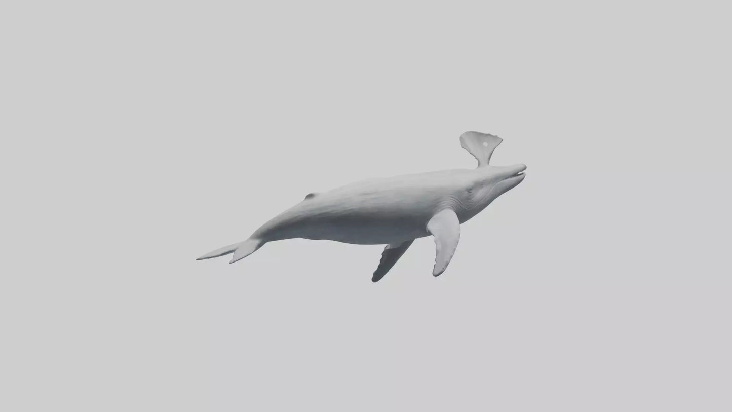 3D model Gray Whale spouting model VR / AR / low-poly