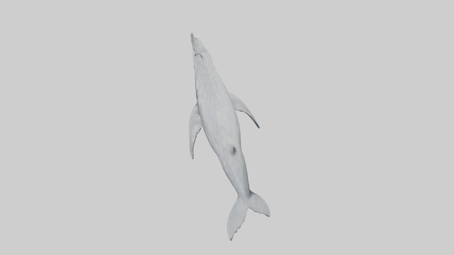 3D model Gray Whale spouting model VR / AR / low-poly
