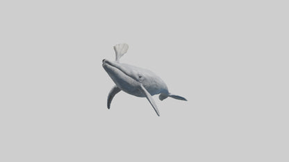 3D model Gray Whale spouting model VR / AR / low-poly