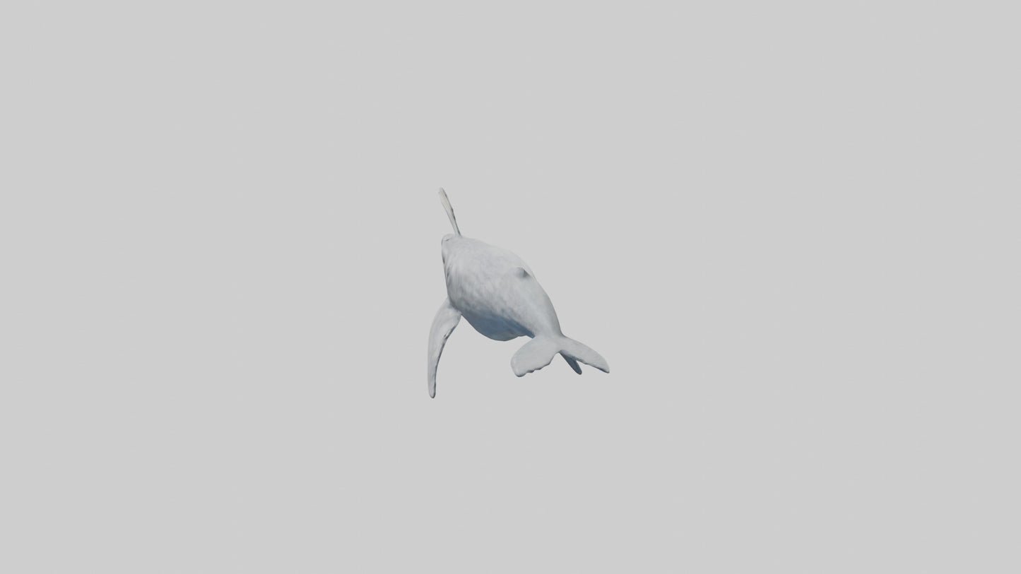 3D model Gray Whale spouting model VR / AR / low-poly