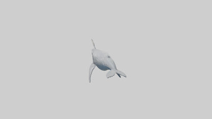 3D model Gray Whale spouting model VR / AR / low-poly
