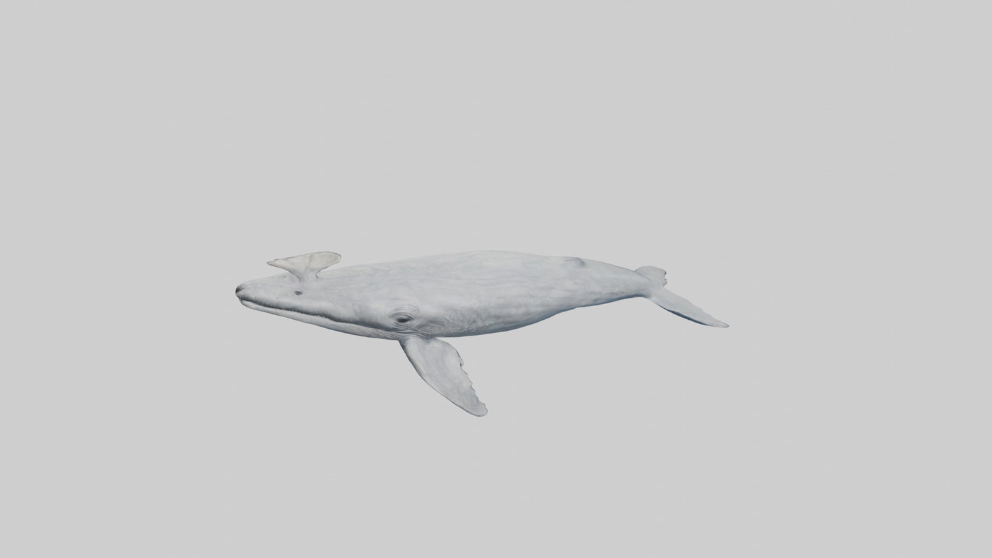 3D model Gray Whale spouting model VR / AR / low-poly