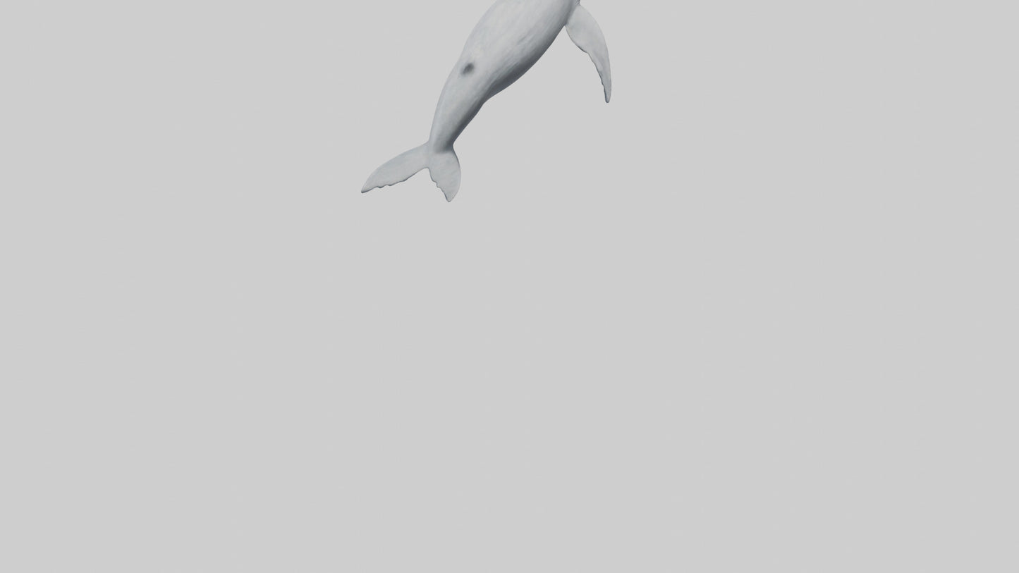 3D model Gray Whale spouting model VR / AR / low-poly