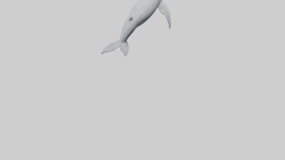 3D model Gray Whale spouting model VR / AR / low-poly