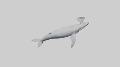 3D model Gray Whale spouting model VR / AR / low-poly