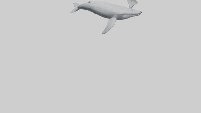 3D model Gray Whale spouting model VR / AR / low-poly