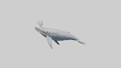 3D model Gray Whale spouting model VR / AR / low-poly
