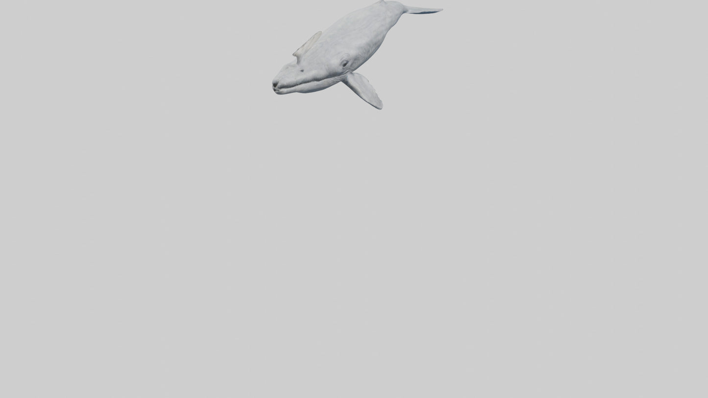 3D model Gray Whale spouting model VR / AR / low-poly