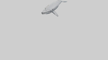 3D model Gray Whale spouting model VR / AR / low-poly