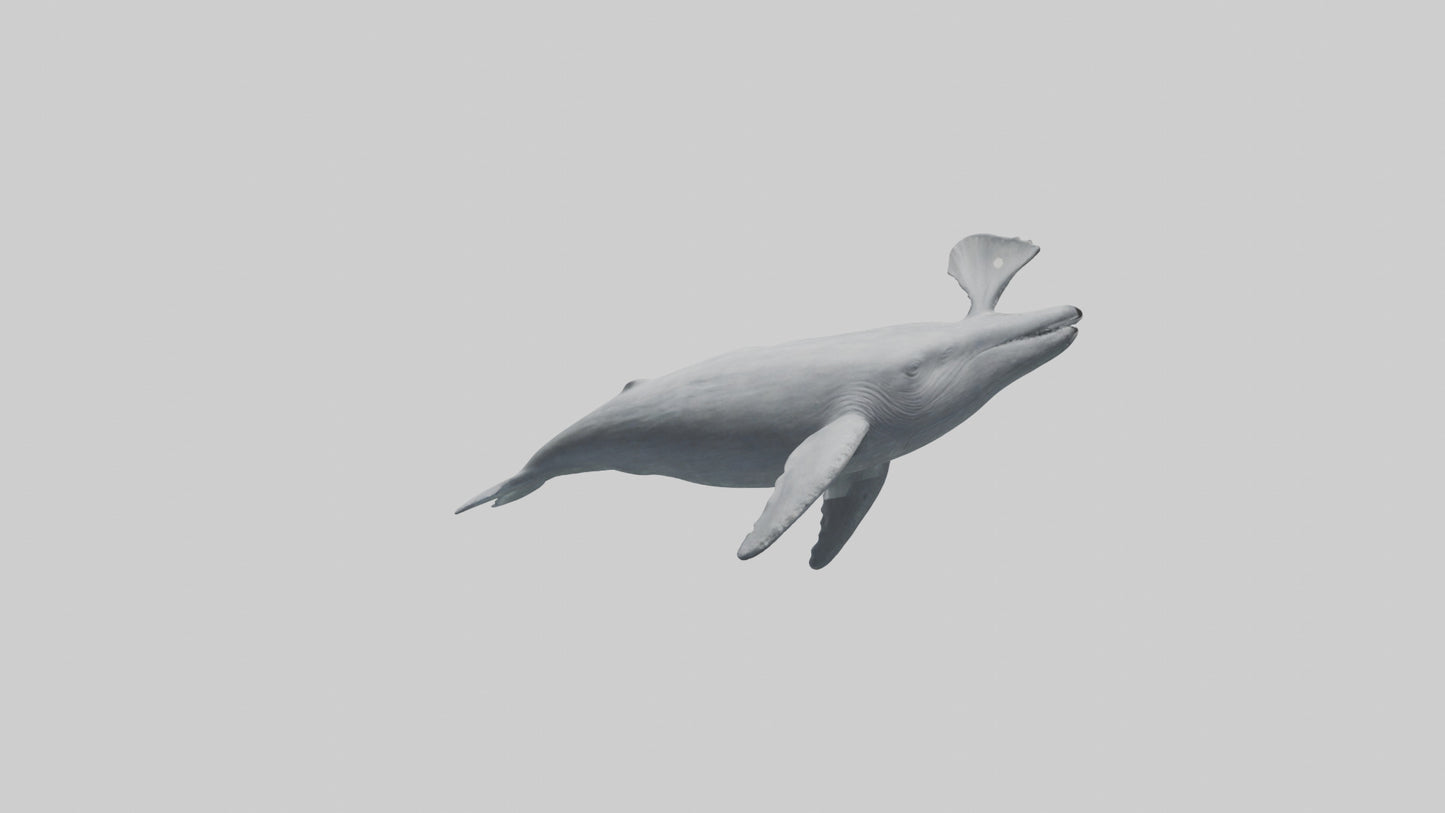 3D model Gray Whale spouting model VR / AR / low-poly