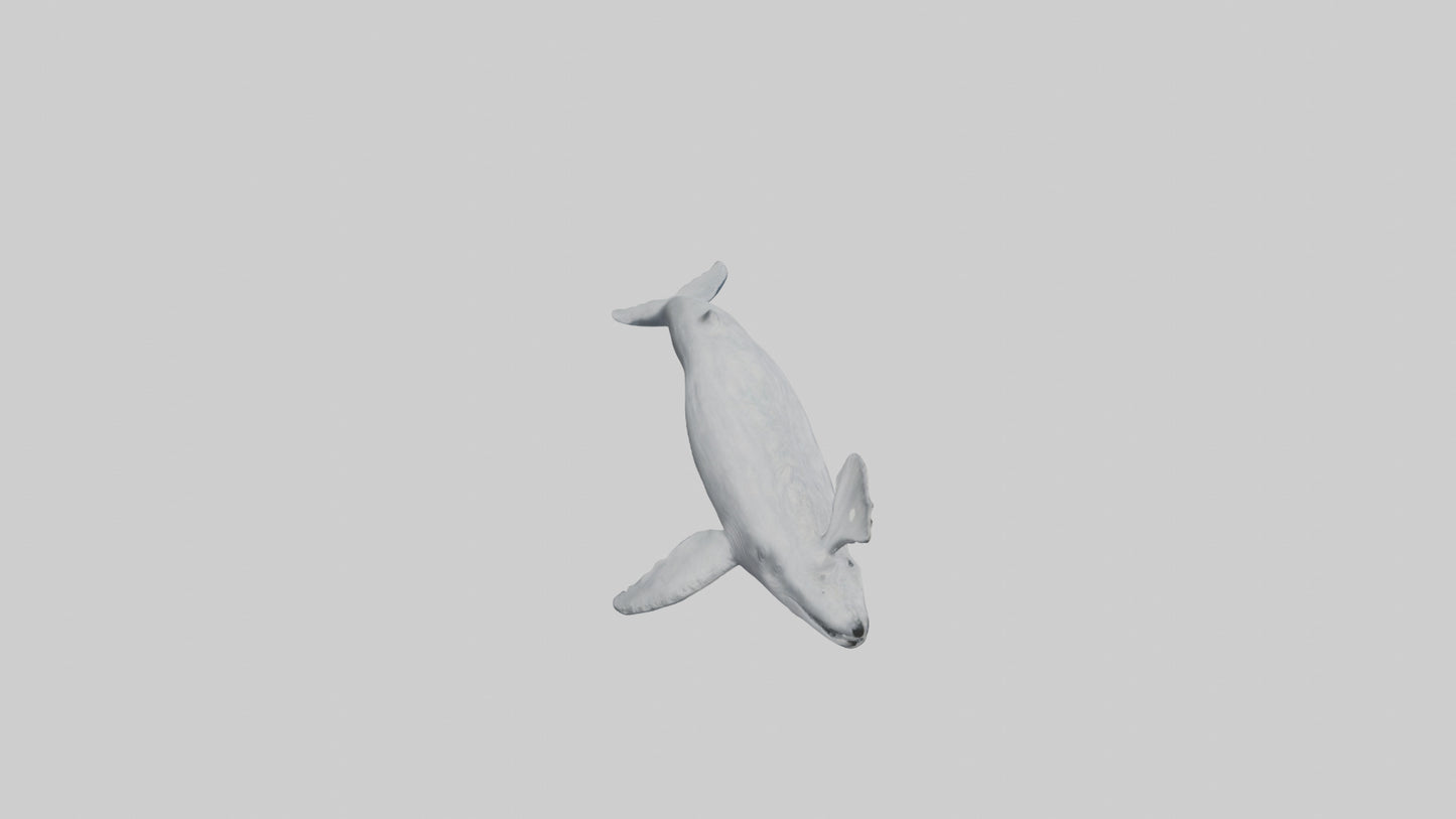 3D model Gray Whale spouting model VR / AR / low-poly
