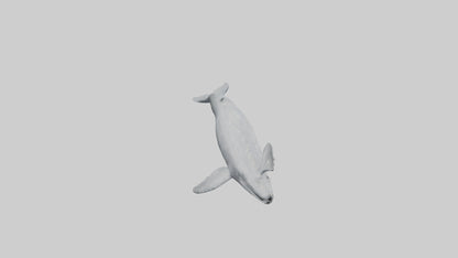 3D model Gray Whale spouting model VR / AR / low-poly