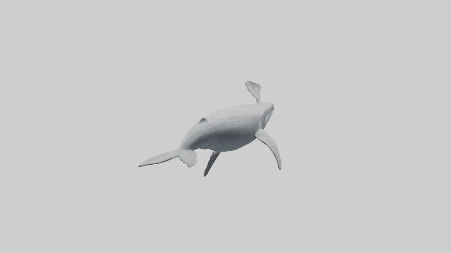 3D model Gray Whale spouting model VR / AR / low-poly