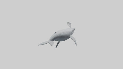 3D model Gray Whale spouting model VR / AR / low-poly
