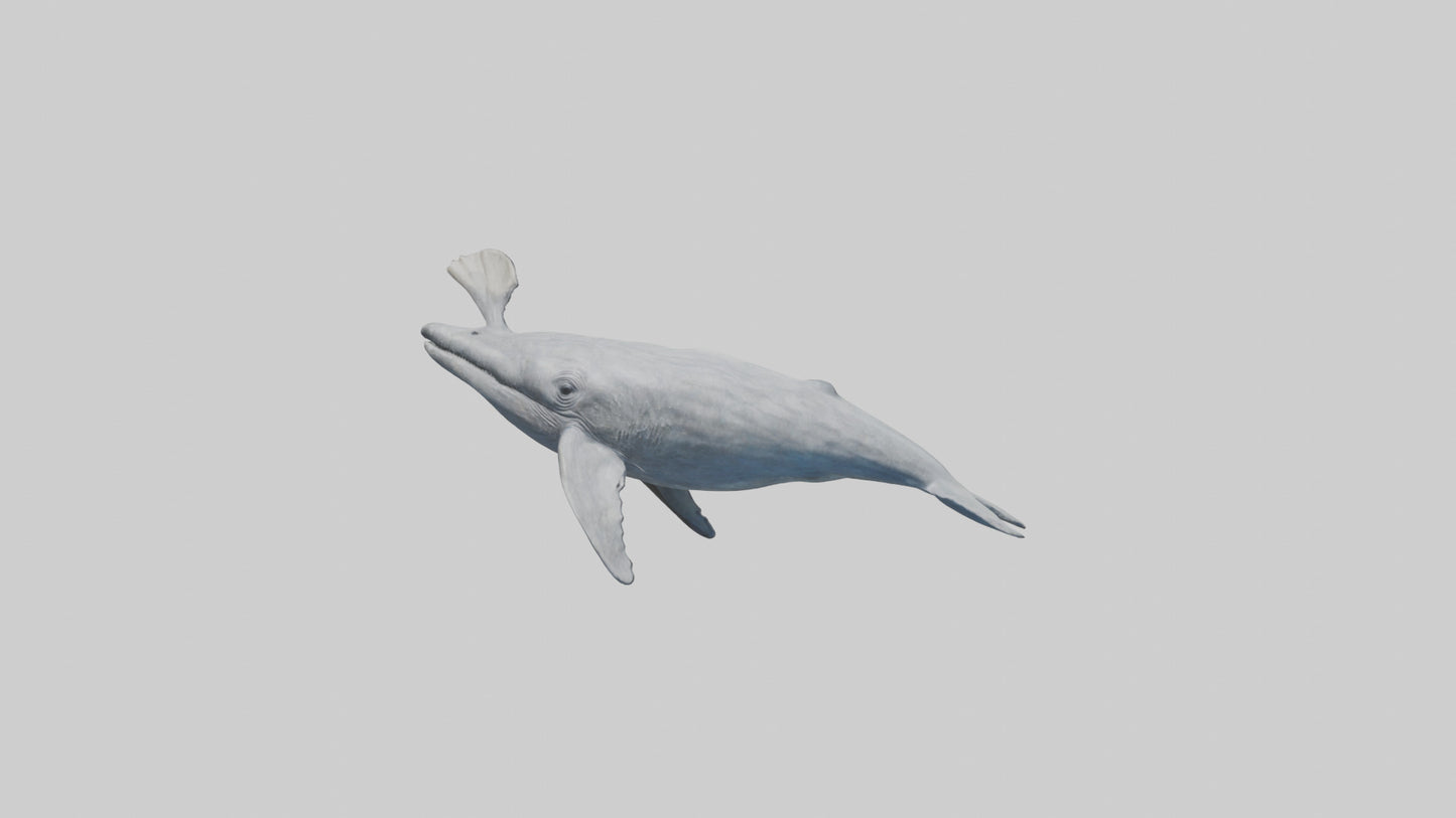 3D model Gray Whale spouting model VR / AR / low-poly