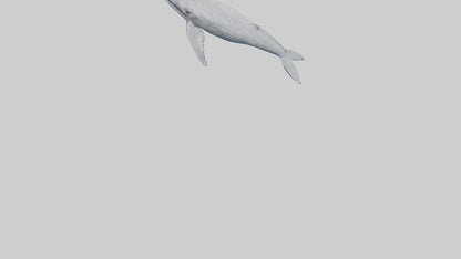 3D model Gray Whale spouting model VR / AR / low-poly