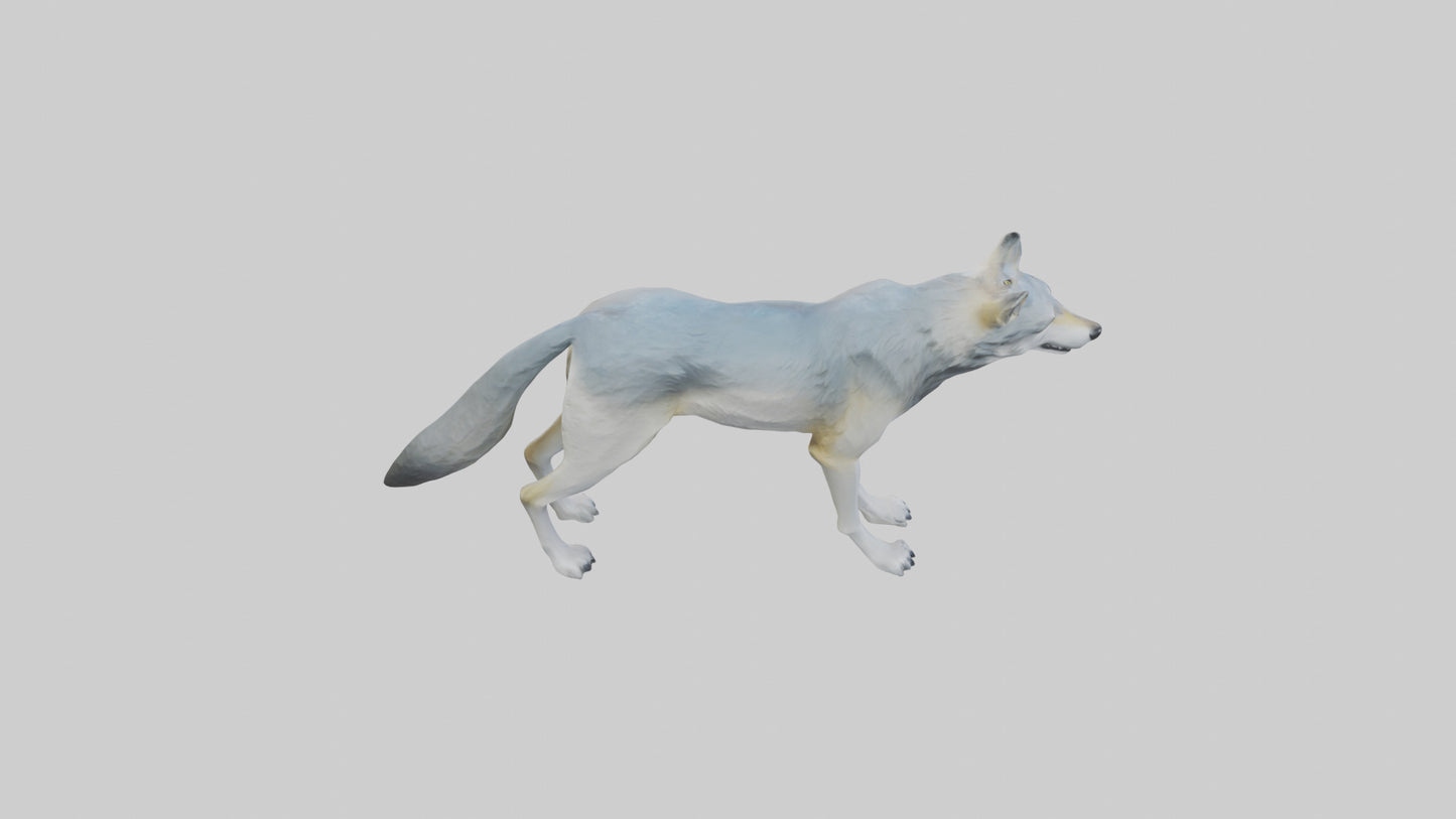 3D model Gray Wolf standing alert model VR / AR / low-poly