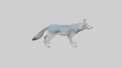 3D model Gray Wolf standing alert model VR / AR / low-poly
