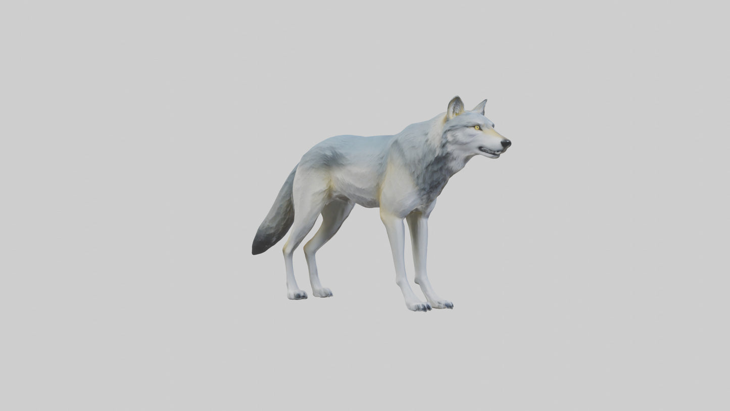 3D model Gray Wolf standing alert model VR / AR / low-poly
