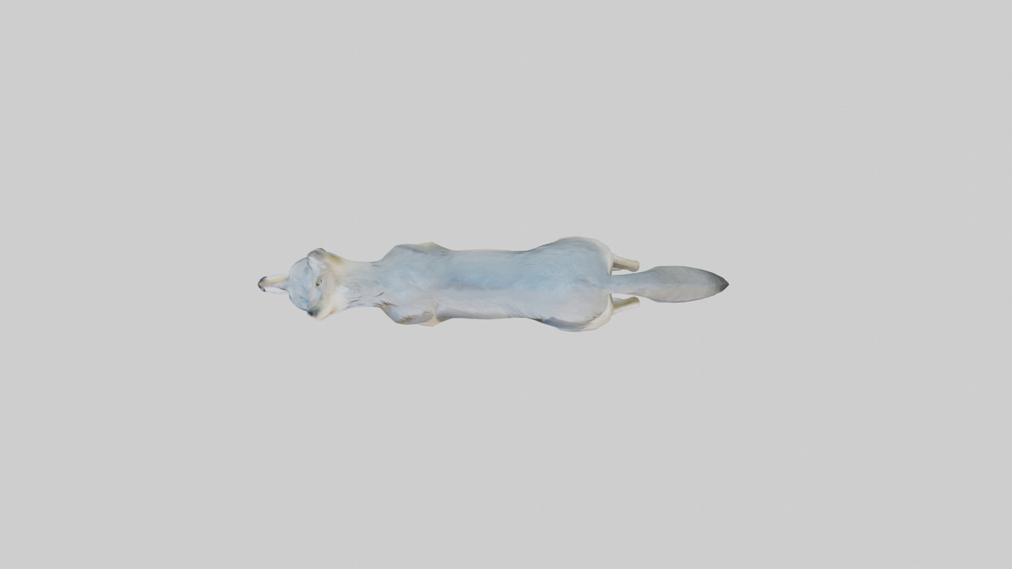 3D model Gray Wolf standing alert model VR / AR / low-poly