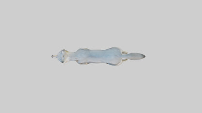 3D model Gray Wolf standing alert model VR / AR / low-poly